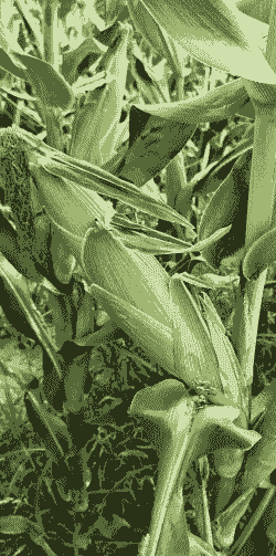 坊子玉米种植面积多少亩