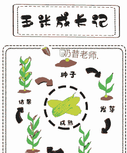 种子玉米种植方法全过程