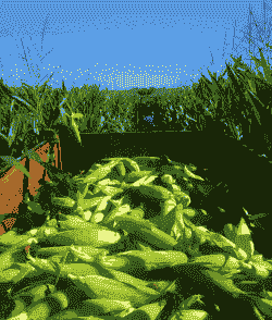 内蒙古玉米种植期多久