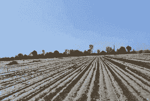 玉米种植盖土多厚合适