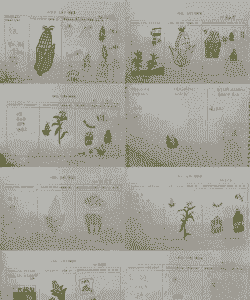 玉米种植课程表怎么写