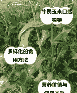 牛奶玉米种植利润多少钱