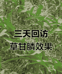 甘磷玉米种植后几天打草