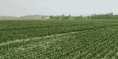 云南甜玉米种植区域在哪里