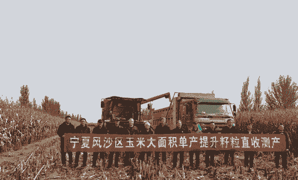 宁夏农村玉米种植面积多少亩