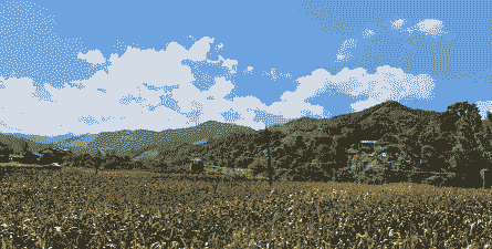 广西哪里有玉米种植场地