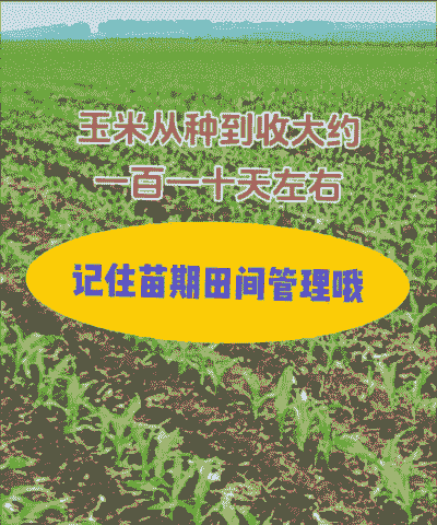 玉米种植前泡种多少天