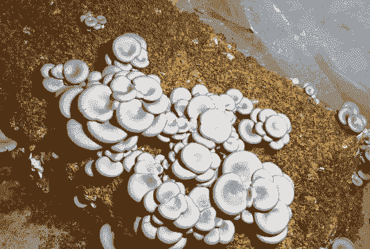 玉米种植平菇怎么种好