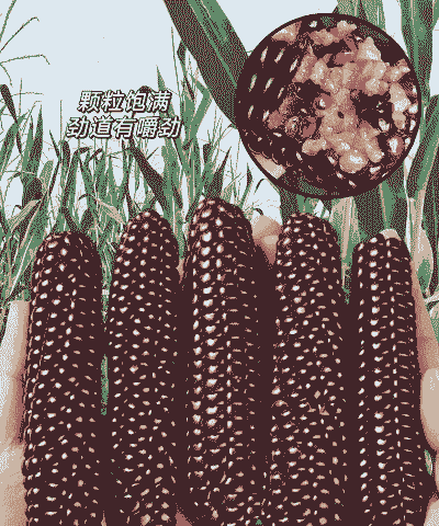 紫薯小糯玉米种植技术