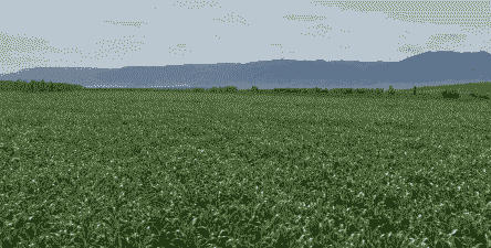 额敏县玉米种植区在哪