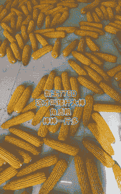 适应山东种植的玉米种子