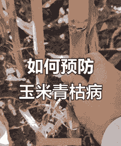 玉米种植后返青怎么回事