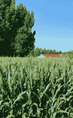 淮北用什么玉米种植的多