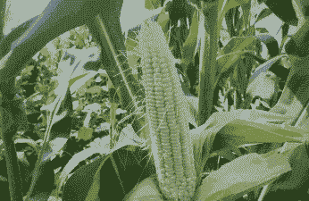 商河适合什么玉米种子种植