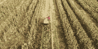 南皮县常年玉米种植面积