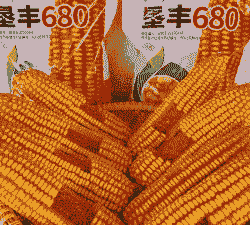 适合高山种植的玉米种子