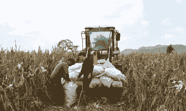 云南罗平县玉米种植面积