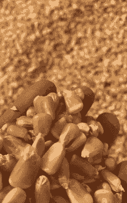 甘肃种植玉米种子有哪些