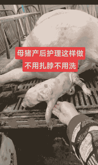 母猪产后包衣如何处理