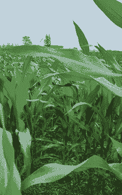 漯河优质玉米种植基地在哪里