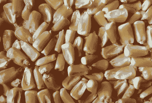 德州种植的高产玉米种子