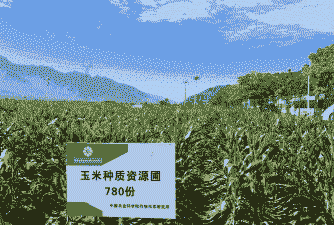 四川的玉米种植面积