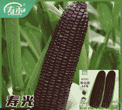 黑糯玉米种子种植周期