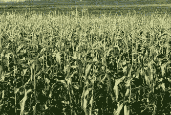 云南玉米种植基地在哪里啊