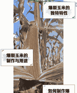 爆裂玉米种植技术要点是什么