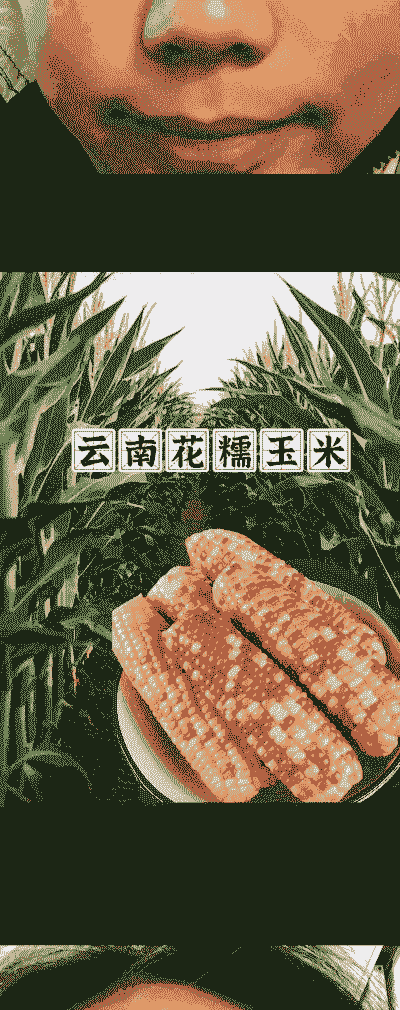 云南花超玉米种植利润多少