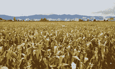 云南大米玉米种植基地有哪些