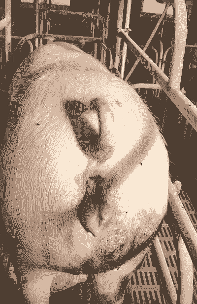 母猪为什么生产后发红