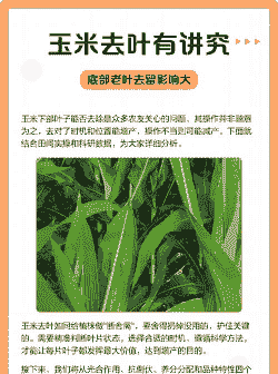 玉米种植老叶怎么办