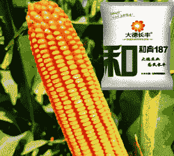 新疆适合种植玉米种子吗