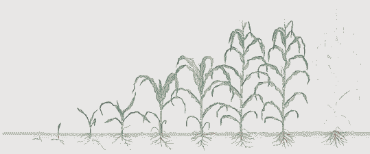 玉米种植时间详细全过程