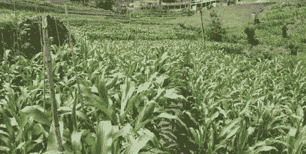 金平县玉米种植基地在哪里