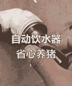 母猪产后饮水用什么好