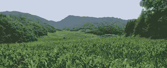 贵州深山玉米种植基地有哪些