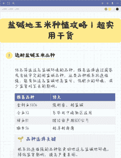 盐碱地玉米种植技术要点