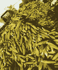 北海合浦县糯玉米种植面积多少