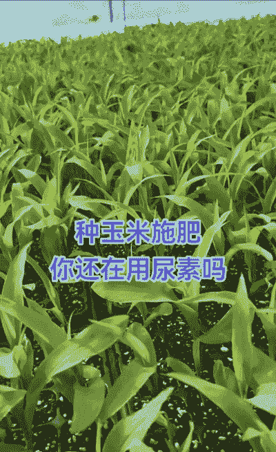 玉米种植不用肥料可以吗