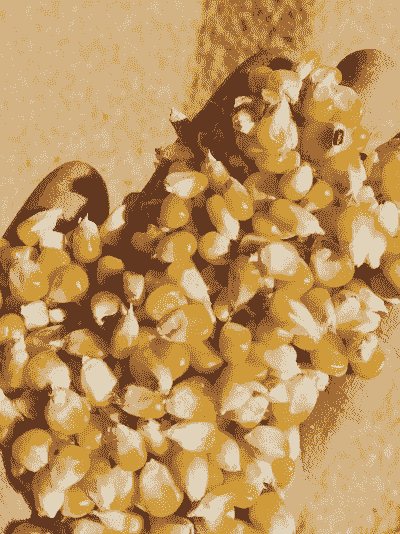 鸽子的玉米种子怎么种植