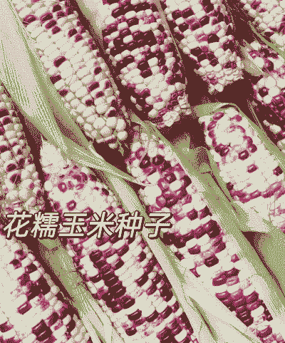 紫花糯玉米种子怎么种植