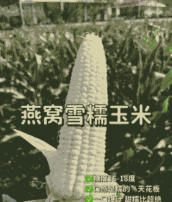 糯玉米种植冬天可以种吗