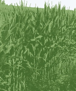 九子玉米种植条件有哪些