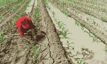 玉米种植喜欢什么样土壤