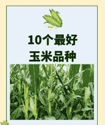 定西市玉米种植品种介绍