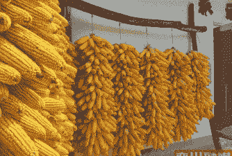 栾川县玉米种植区域在哪