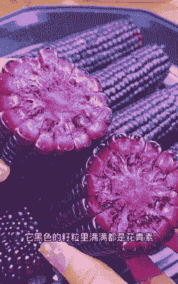 种紫色玉米种子怎么种植