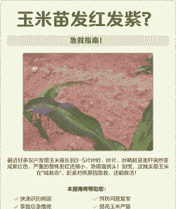 玉米种植后发紫怎么办